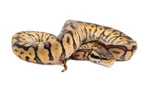 Python regius, HGWG pastel enchi yellow belly